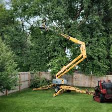 How Our Tree Care Process Works  in  Chula Vista, CA